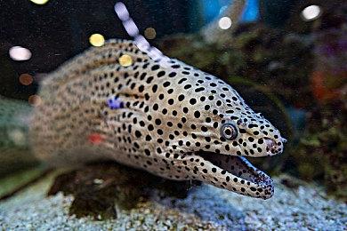 《暖雪》DLC“终业”Steam页面上线 发售日期待定