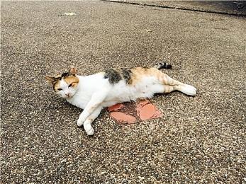 《鬼灭之刃：火神血风谭》明日追加两名厉鬼新角色